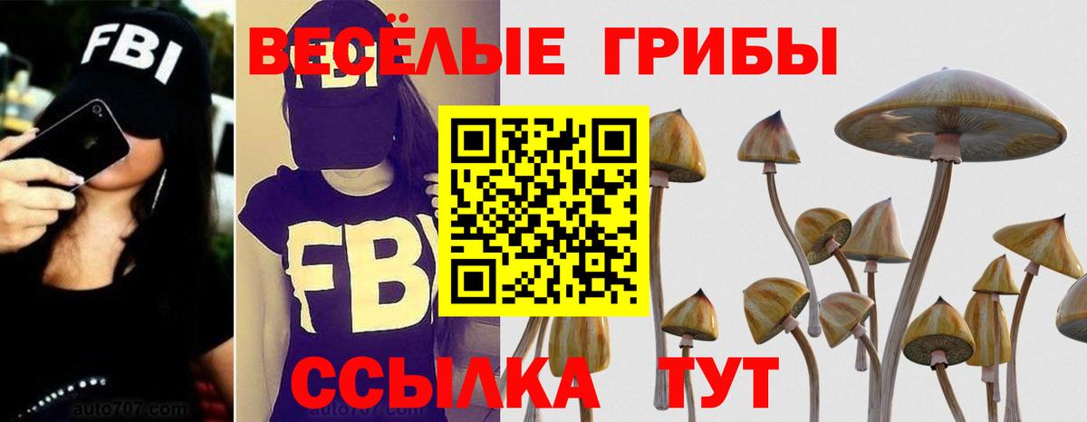 Псилоцибиновые грибы Psilocybe Избербаш